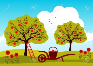 12773248-vector-hand-barrow-with-basket-of-apples-in-apple-tree-orchard-Stock-Vector.jpg